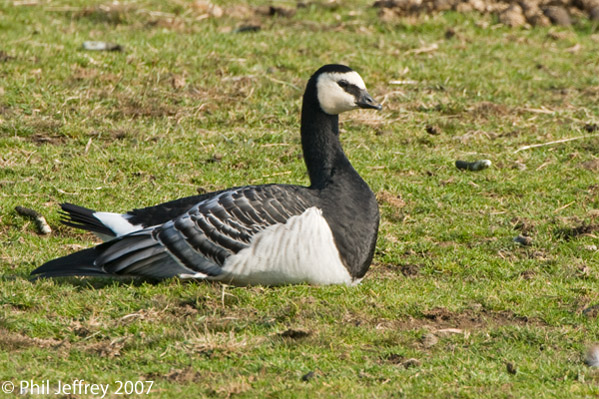 Barnacle Goose