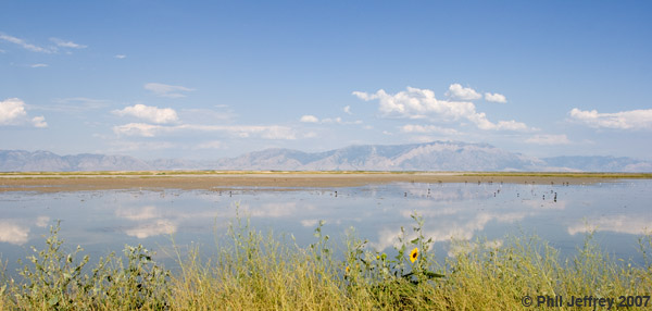 Bear River NWR