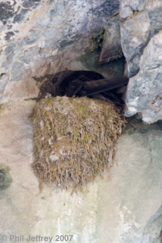 Black Swift on nest at Ouray