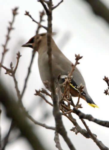 Bohemian Waxwing