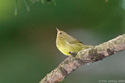 Connecticut Warbler in Central Park