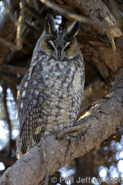 Long-eared Owl