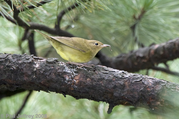 Connecticut Warbler immature