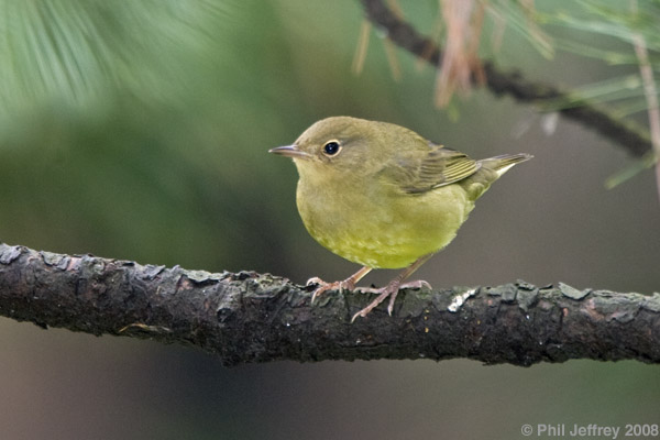 Connecticut Warbler immature