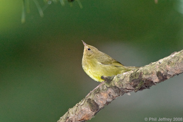 Connecticut Warbler immature