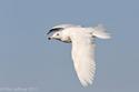 Glaucous Gull in New Jersey