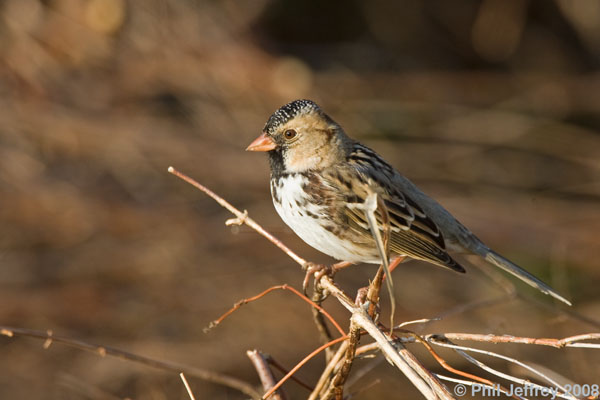 Harris's Sparrow adult