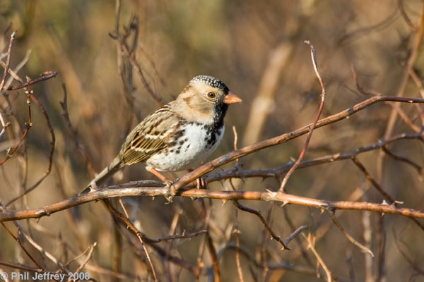 Harris's Sparrow adult