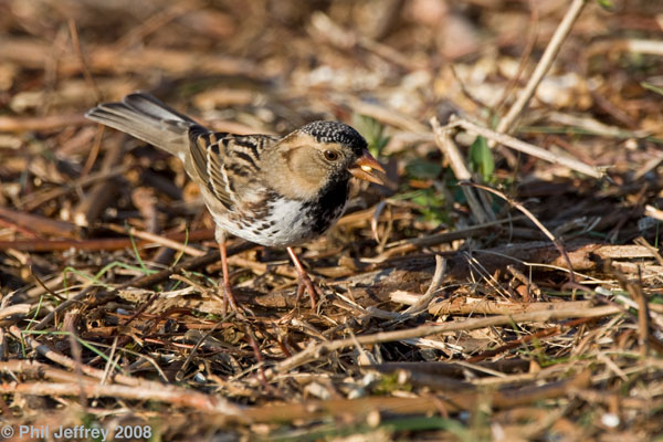 Harris's Sparrow adult