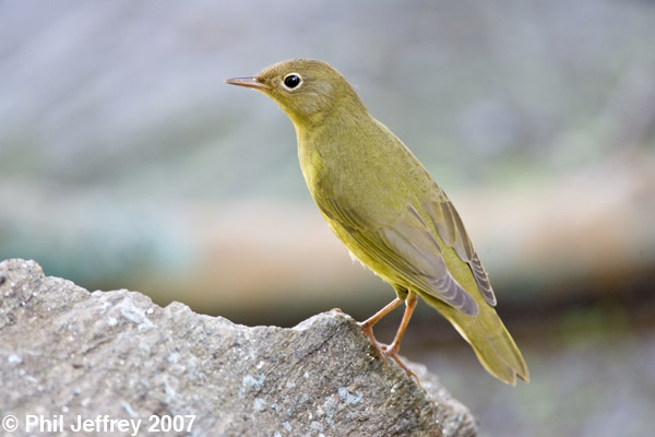 Connecticut Warbler immature