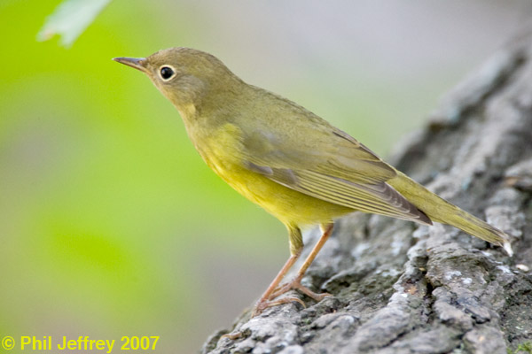 Connecticut Warbler immature
