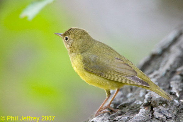 Connecticut Warbler immature