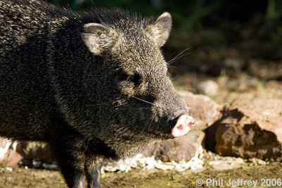 Javelina