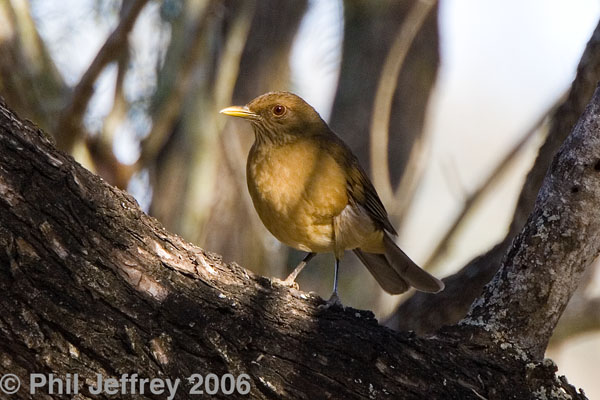 Clay-colored Robin