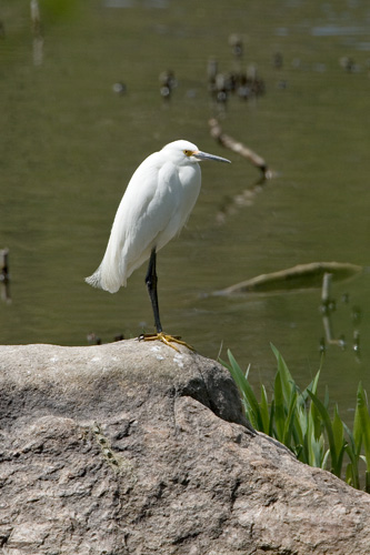 Snowy Egret