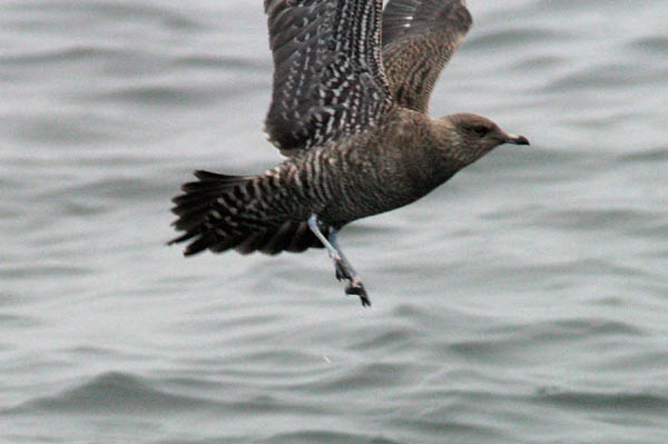 Long-tailed Jaeger