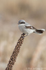 Northern Shrike at Jones Beach