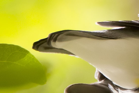 Prothonotary Warbler tail shape