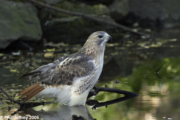 Pale Male