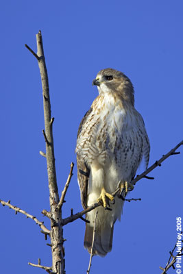 Pale Male