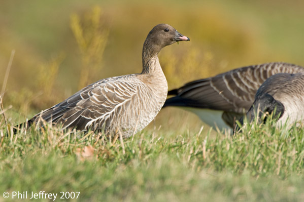 Pink-footed Goose