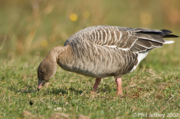 Pink-footed Goose