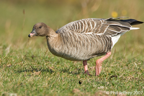 Pink-footed Goose