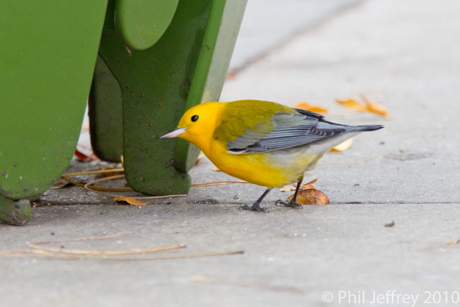 Prothonotary Warbler
