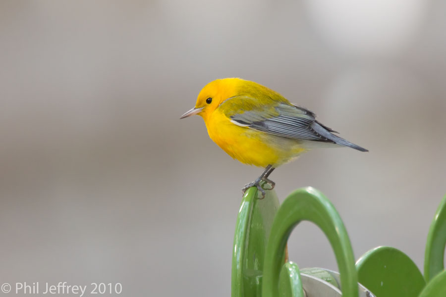 Prothonotary Warbler