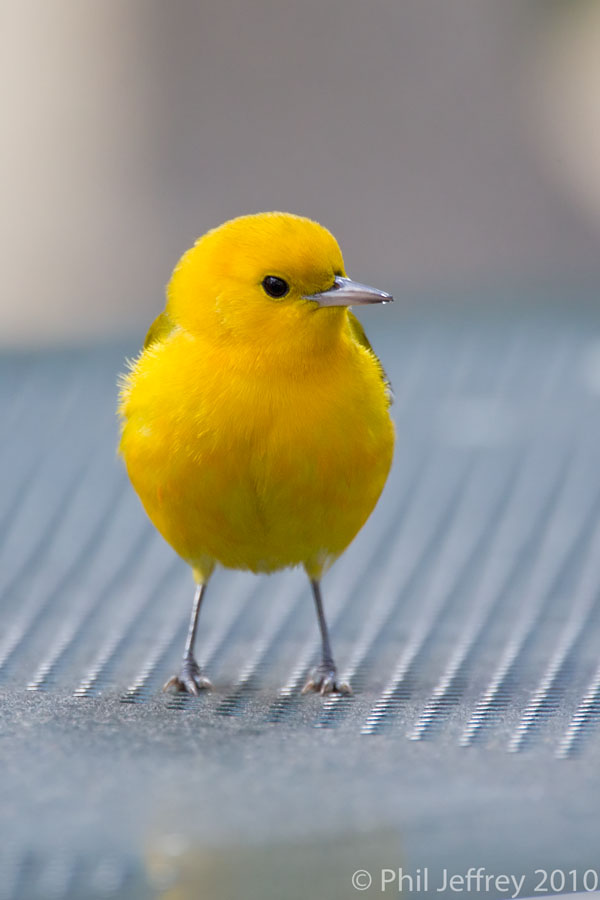 Prothonotary Warbler