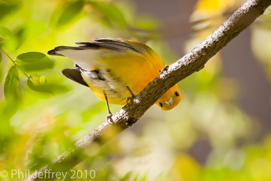 Prothonotary Warbler