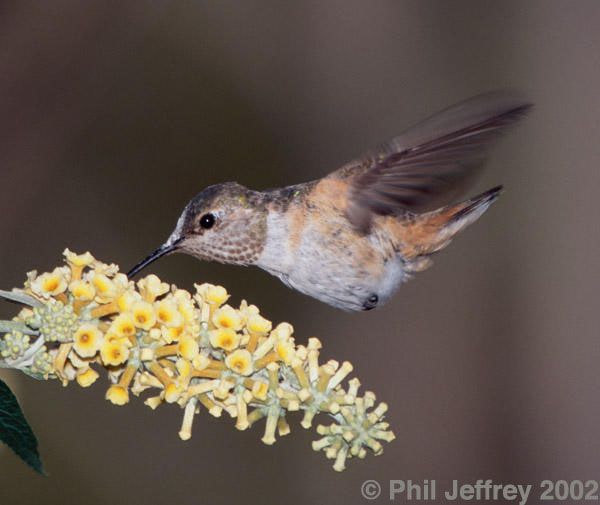 Allen's Hummingbird