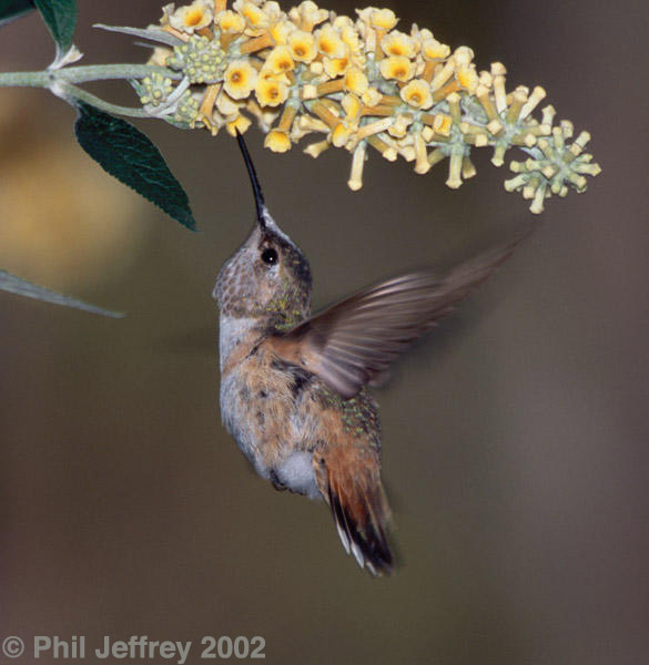Allen's Hummingbird