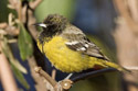 Scott's Oriole