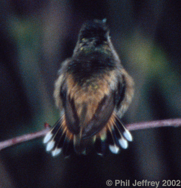 Allen's Hummingbird