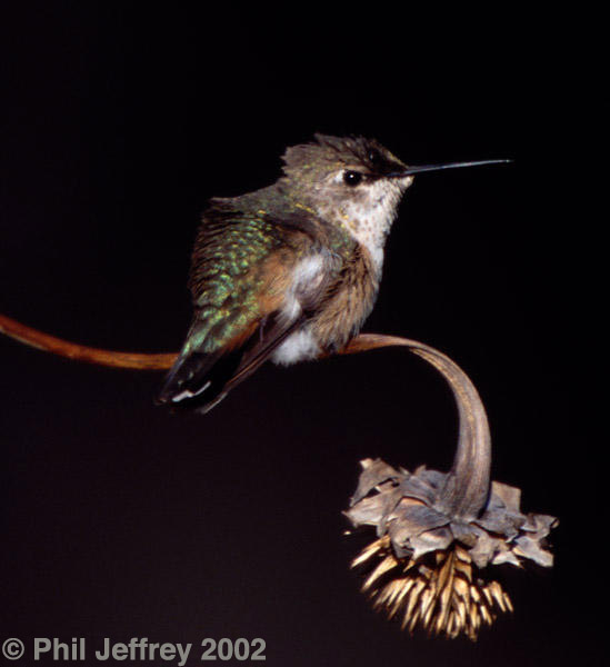 Rufous Hummingbird