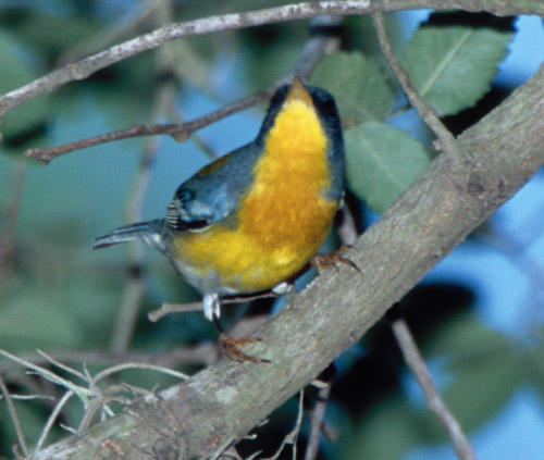 Tropical Parula