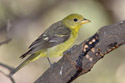 Western Tanager