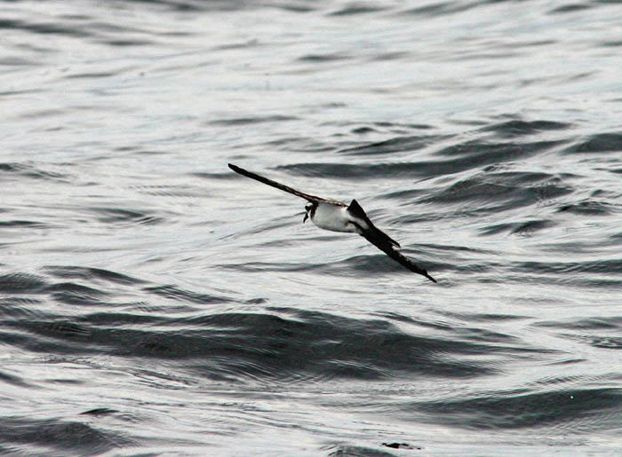 White-faced Storm-Petrel
