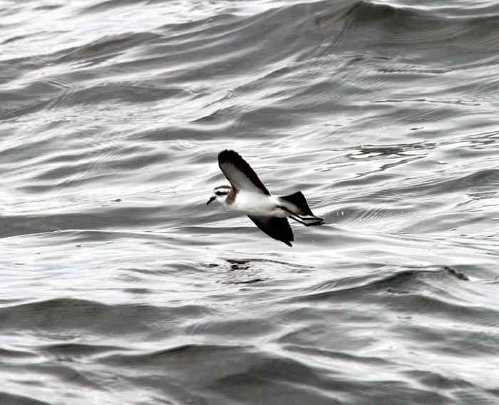 White-faced Storm-Petrel