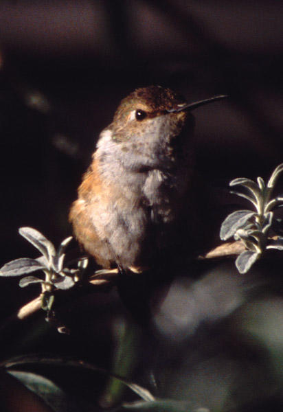 Rufous Hummingbird