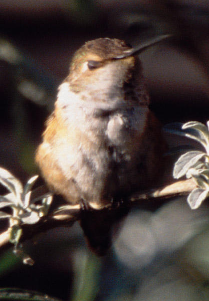 Rufous Hummingbird