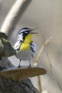 Yellow-throated Warbler