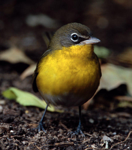 Yellow-breasted Chat
