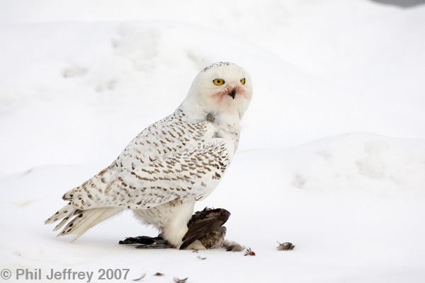 Snowy Owl