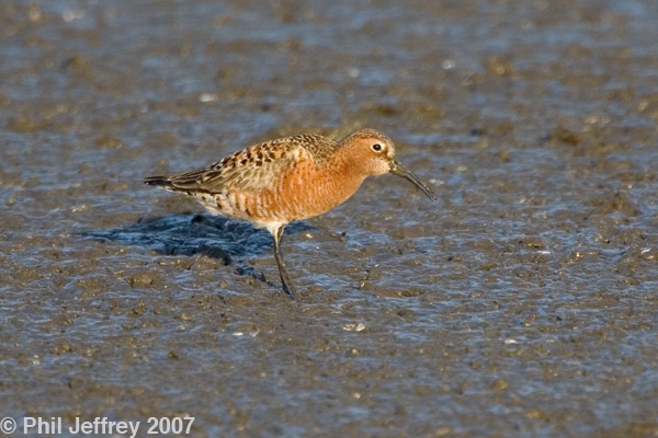 Curlew Sandpiper adult male