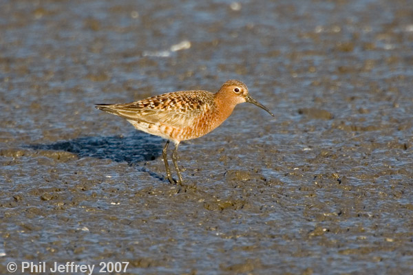 Curlew Sandpiper adult male