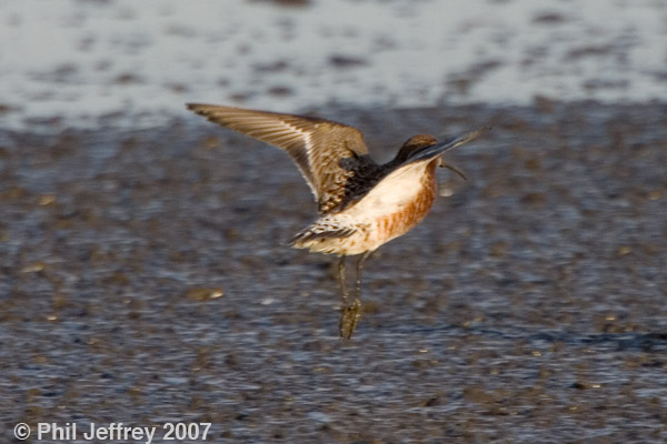 Curlew Sandpiper adult male