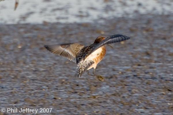 Curlew Sandpiper adult male