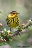 Cape May Warbler